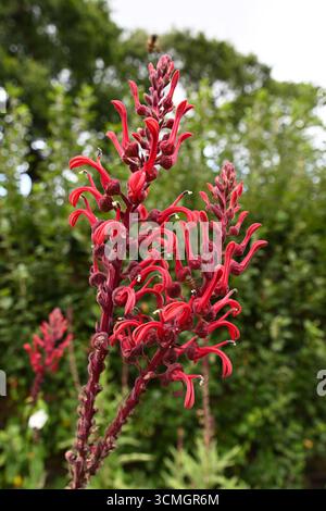 Fiori rossi tubolari estivi di tabacco del diavolo, Lobelia tupa UK Garden settembre Foto Stock
