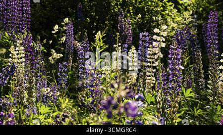 Fiori di lupino viola e bianco (Lupinus), Norvegia Foto Stock