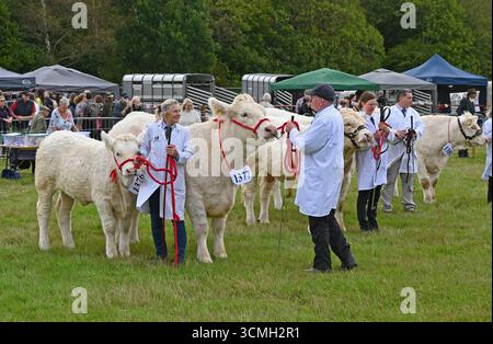 Romsey mostra il bestiame a giudicare Foto Stock