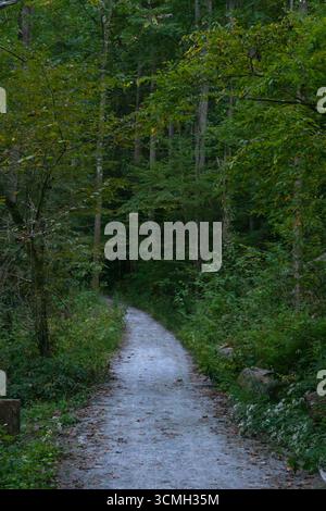 Sentiero escursionistico in ghiaia attraverso una fitta foresta al crepuscolo. Foto Stock