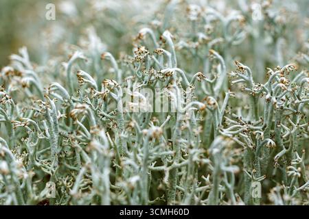 Primo piano di Cladonia rangiferina, lichene di renna, con forme di diramazione fini, specie di copertura boreale e artica, vitali per gli ecosistemi forestali Foto Stock