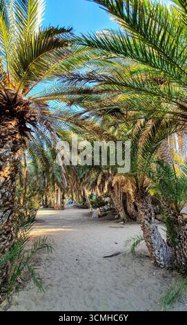Un sentiero sabbioso attraverso l'unica foresta naturale di palme di Creta presso la famosa spiaggia di Vai, Creta, Grecia Foto Stock