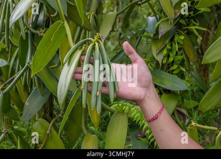 Impianto di vaniglia e le cialde di verde nella piantagione Foto Stock