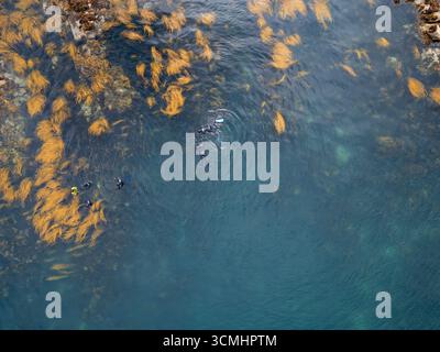 Sorvola direttamente un gruppo di amanti dello snorkeling esplorando le acque intorno all'isola di Coll ad Argyll e Bute, in Scozia Foto Stock