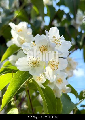 i fiori di gelsomino su un cespuglio nel parco in estate da vicino Foto Stock