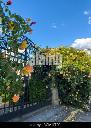 Un grande cespuglio di rose da giardino fiorito vicino ad un edificio cittadino. Fiori in città Foto Stock
