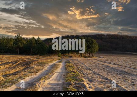 Un vasto paesaggio presenta un sentiero sterrato che si snoda attraverso una foresta sparsa durante il tramonto. Bellezza della natura. Foto Stock