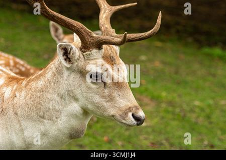 Ritratto di un bellissimo cervo con palchi e un cappotto marrone chiaro e macchie bianche Foto Stock