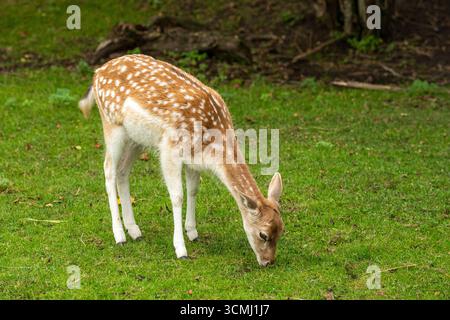 Un bellissimo giovane cervo con un cappotto marrone chiaro e macchie bianche che pascolano pacificamente sull'erba verde in una radura della foresta Foto Stock