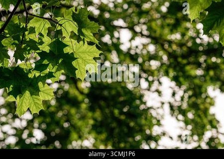 Vista ravvicinata di foglie verdi e lobate vivaci, caratteristiche di un albero d'acero adagiato su uno sfondo sfocato di fogliame più fogliame e luce solare opaca Foto Stock