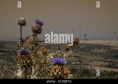 Primo piano di fiori di cardo che si affacciano sul paesaggio agricolo al sole del pomeriggio Foto Stock