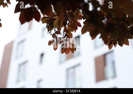 Le foglie d'autunno dorate sui rami degli alberi e le luci brillanti cadono a Varsavia Foto Stock