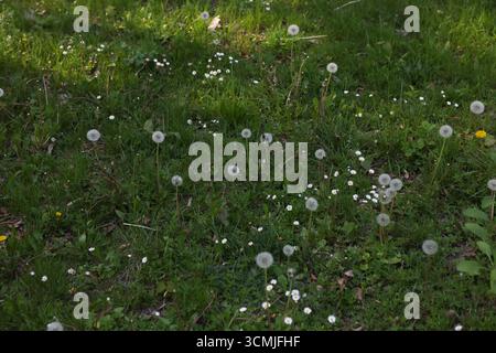 Dandelions nel parco di Varsavia: Campo estivo di erba, morbido motivo naturale, natura minimalista Polonia Foto Stock