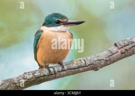 Primo piano di un kingfisher selvaggio (Todiramphus sanctus) arroccato su un ramo con sfondo blu e verde sfocati, Australia Foto Stock