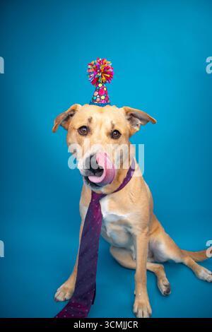 Ritratto di un cane pitsky (Pit Bull Husky Mix) seduto di fronte a uno sfondo blu con un cappello e una cravatta, leccandogli la bocca Foto Stock