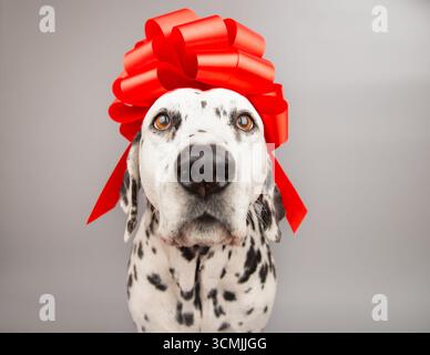 Ritratto ravvicinato di un cane dalmata con un arco rosso sulla testa Foto Stock