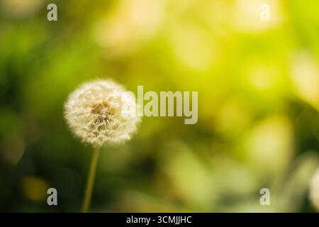 Primo piano di un orologio a dente di leone che cresce in un campo in una giornata di sole d'estate Foto Stock