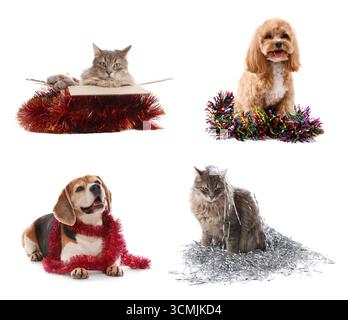 Cani e gatto carini con tinse luminose su sfondo bianco, collage Foto Stock