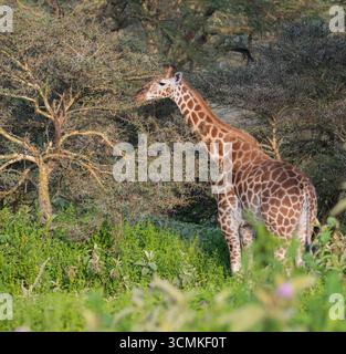 Giraffa camelopardalis camelopardalis (giraffa nubiana), pascolando nel Bush, Parco Nazionale di Nakuru, Kenya. Foto Stock