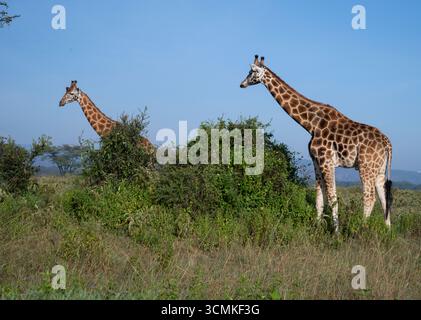 Le giraffe di Rotshield (Giraffas camelopardalis camelopardalis) pascolano in natura, il Parco Nazionale di Nakuru, Kenya. Foto Stock