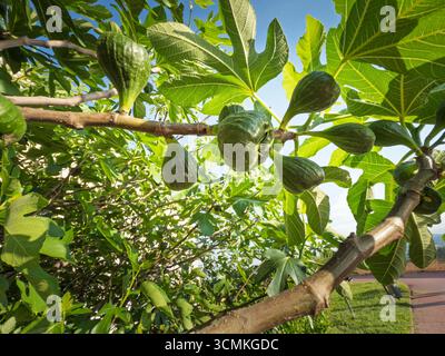 Sfocatura selettiva su un fico verde su un albero di fico, circondato da rami e foglie. I fichi sono della famiglia Ficus carica, originari del Mediterraneo. Foto Stock