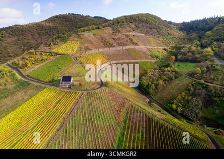 Vista aerea del paesaggio delle aziende vinicole della Mosella, vigneti dai colori dorati dell'autunno Foto Stock