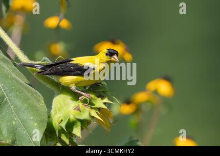 Primo piano di male American Goldfinch arroccato su semi di girasole. Foto Stock