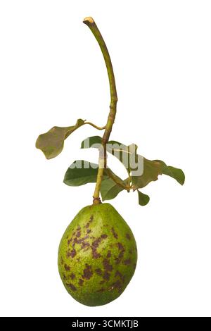 avocado o frutto di pera di alligatore con macchie marroni sulla pelle sul ramo con foglie verdi sfondo bianco isolato, processo di maturazione naturale Foto Stock