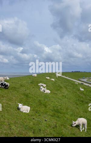 Gregge di pecore e agnelli che si rilassano su una diga erbosa a Wierum, Frisia, Paesi Bassi, sotto un cielo nuvoloso Foto Stock