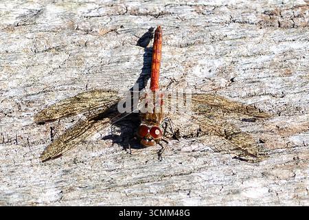 Primo piano di una Red Dragonfly che riposa Foto Stock