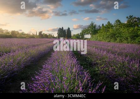 Filari di lavanda viola in piena fioritura che portano agli iconici cipressi al tramonto. Classico paesaggio di campagna toscana a San Guido, regione vinicola di Bolgheri. Foto Stock