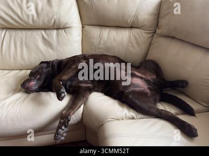 Il cane labrador retriever al cioccolato marrone dorme sul divano con cuscino. Dormire sul divano. Carino adorabile e stanco labrador retriever dog. Foto Stock