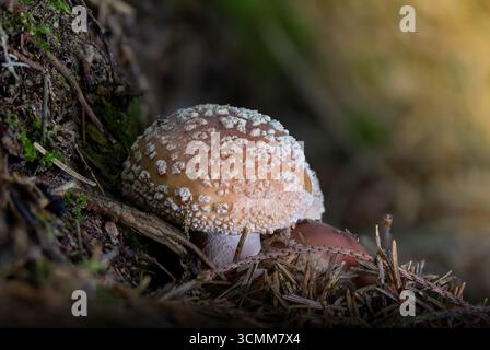 Funghi blusher (Amanita rubescens) che crescono naturalmente nell'habitat forestale, fotografie macro dettagliate di funghi selvatici Foto Stock