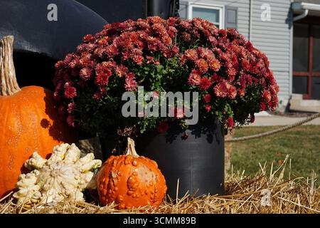 Un allestimento autunnale con crisantemi, zucche e buongustai adagiati su un letto di paglia di fronte a una casa Foto Stock