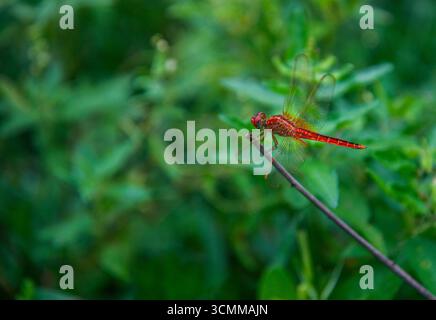 Bella libellula rossa su uno stelo. Primo piano di un darter maschio ruddy di colore rosso (Sympetrum sanguineum) appeso alla vegetazione. Riposa alla luce del sole in una Foto Stock