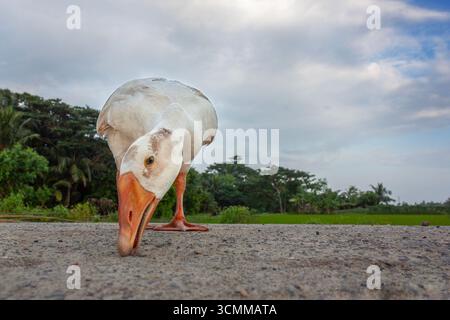 Cigni sull'argine nella zona costiera di Satkhira, Bangladesh. Foto Stock