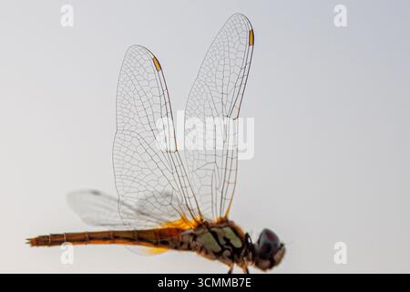 Bella libellula gialla su uno stelo. Primo piano di un darter maschio ruddy di colore rosso (Sympetrum sanguineum) appeso alla vegetazione. Riposa alla luce del sole Foto Stock