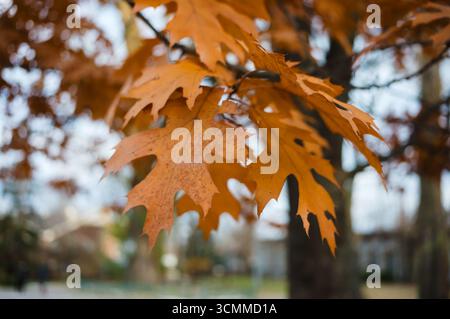 Ramo con foglie autunnali di quercia rossa del nord (Quercus rubra). Sfondo Foto Stock