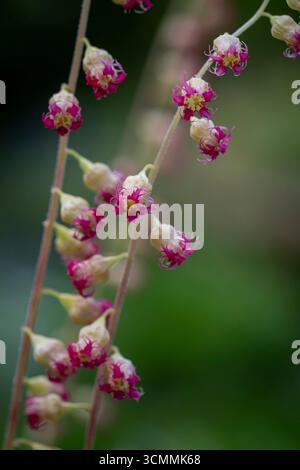 Tellima grandiflora Rubra gruppo Foto Stock