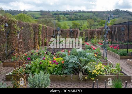 Tulipani, guanti Foxgloves, carciofi e fiocchi riempiono i letti rialzati in un grande orto, primavera Foto Stock