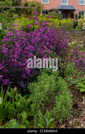 Lunaria annua 'Chedglow' tra verde fresco in giardino di ghiaia, primavera. Foto Stock