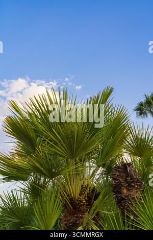 Lush green leaves of a tropical fan palm tree against a beautiful blue sky with white clouds in summer. Foto Stock
