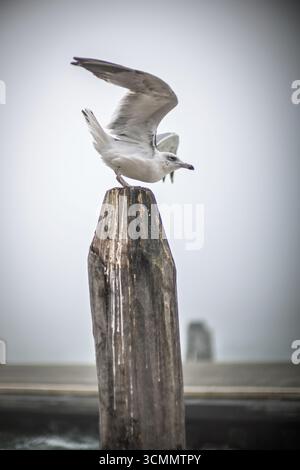Un gabbiano si erge bilanciato su un palo di legno, le ali aperte a metà, mentre la nebbia avvolge il lungomare di Venezia, creando una scena tranquilla e vigile. Foto Stock