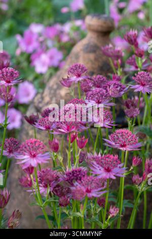 Astrantia 'Roma', fiori rosa all'inizio dell'estate Foto Stock