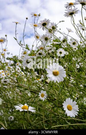 Margherite OX-Eye, Leucanthemum vulgare Foto Stock