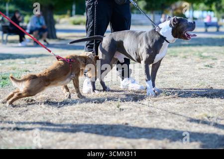 Un American Pit Bull Terrier grigio e bianco si stende al guinzaglio, mentre un mix di terrier marrone più piccolo si allunga in avanti per annusare. Entrambi i cani sono guidati da OW Foto Stock