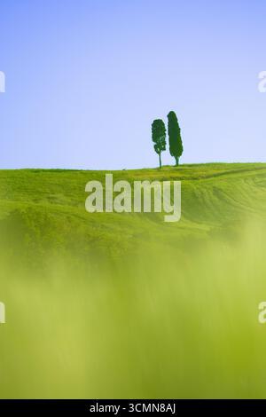Due cipressi adornano il verde paesaggio collinare della Val d'Orcia in Toscana, Italia, con un morbido e nebuloso primo piano e un cielo azzurro. Foto Stock