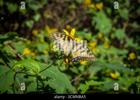 Eastern Tiger Swallowtail Butterfly, North Carolina USA Foto Stock