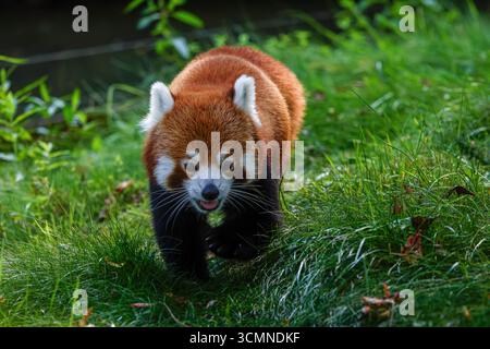 Un panda rosso che cammina su una lussureggiante erba verde in un ambiente naturale. Foto Stock