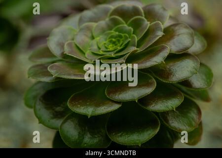 Aeonium aureum albero houseleeks, arbusto con foglie verdi. Foto Stock